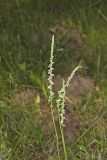 Northern Slender Ladies' Tresses, Spiranthes lacera