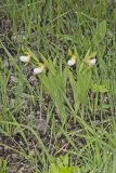 Small White Lady's-slipper, Cypripedium candidum