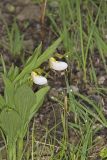 Small White Lady's-slipper, Cypripedium candidum