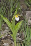 Small White Lady's-slipper, Cypripedium candidum