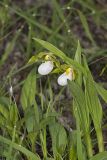 Small White Lady's-slipper, Cypripedium candidum