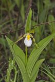 Small White Lady's-slipper, Cypripedium candidum