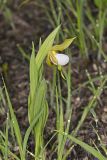 Small White Lady's-slipper, Cypripedium candidum
