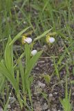 Small White Lady's-slipper, Cypripedium candidum