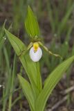 Small White Lady's-slipper, Cypripedium candidum