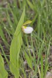 Small White Lady's-slipper, Cypripedium candidum