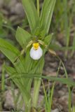 Small White Lady's-slipper, Cypripedium candidum