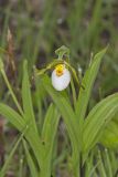 Small White Lady's-slipper, Cypripedium candidum