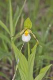 Small White Lady's-slipper, Cypripedium candidum