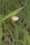 Small White Lady's-slipper, Cypripedium candidum