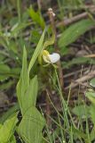 Small White Lady's-slipper, Cypripedium candidum