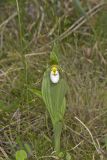 Small White Lady's-slipper, Cypripedium candidum
