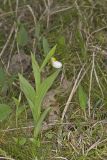 Small White Lady's-slipper, Cypripedium candidum