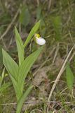 Small White Lady's-slipper, Cypripedium candidum