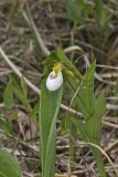 Small White Lady's-slipper, Cypripedium candidum