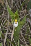 Small White Lady's-slipper, Cypripedium candidum