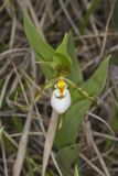 Small White Lady's-slipper, Cypripedium candidum