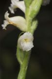 Yellow nodding Ladies' Tresses, Spiranthes ochroleuca