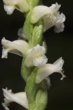 Yellow nodding Ladies' Tresses, Spiranthes ochroleuca