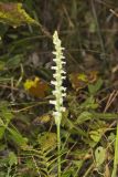 Yellow nodding Ladies' Tresses, Spiranthes ochroleuca