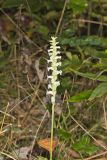 Yellow nodding Ladies' Tresses, Spiranthes ochroleuca
