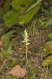 Yellow nodding Ladies' Tresses, Spiranthes ochroleuca