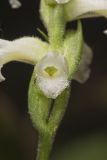 Yellow nodding Ladies' Tresses, Spiranthes ochroleuca