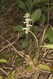 Yellow nodding Ladies' Tresses, Spiranthes ochroleuca
