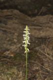 Yellow nodding Ladies' Tresses, Spiranthes ochroleuca