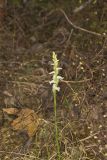 Yellow nodding Ladies' Tresses, Spiranthes ochroleuca