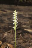 Yellow nodding Ladies' Tresses, Spiranthes ochroleuca