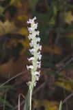Yellow nodding Ladies' Tresses, Spiranthes ochroleuca