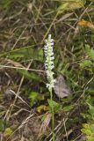Yellow nodding Ladies' Tresses, Spiranthes ochroleuca