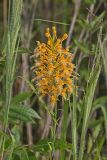 Yellow Fringed Orchid, Platanthera ciliaris
