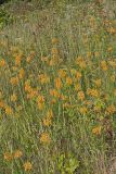Yellow Fringed Orchid, Platanthera ciliaris