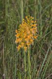 Yellow Fringed Orchid, Platanthera ciliaris