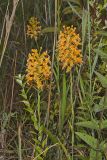 Yellow Fringed Orchid, Platanthera ciliaris