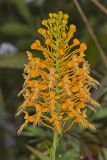 Yellow Fringed Orchid, Platanthera ciliaris