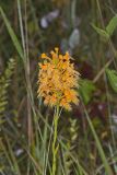 Yellow Fringed Orchid, Platanthera ciliaris