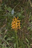 Yellow Fringed Orchid, Platanthera ciliaris