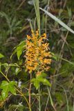 Yellow Fringed Orchid, Platanthera ciliaris