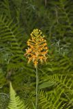 Yellow Fringed Orchid, Platanthera ciliaris