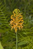 Yellow Fringed Orchid, Platanthera ciliaris