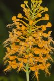 Yellow Fringed Orchid, Platanthera ciliaris