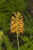 Yellow Fringed Orchid, Platanthera ciliaris