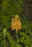 Yellow Fringed Orchid, Platanthera ciliaris