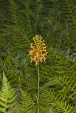 Yellow Fringed Orchid, Platanthera ciliaris