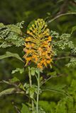 Yellow Fringed Orchid, Platanthera ciliaris