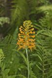 Yellow Fringed Orchid, Platanthera ciliaris