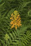 Yellow Fringed Orchid, Platanthera ciliaris